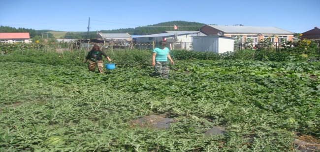 �����ֳ������ܻ�վ��ժ�����������