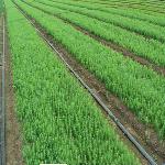 ���Խ���